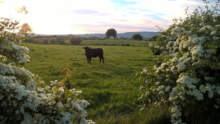 Ballylagan Organic Farm in Straid