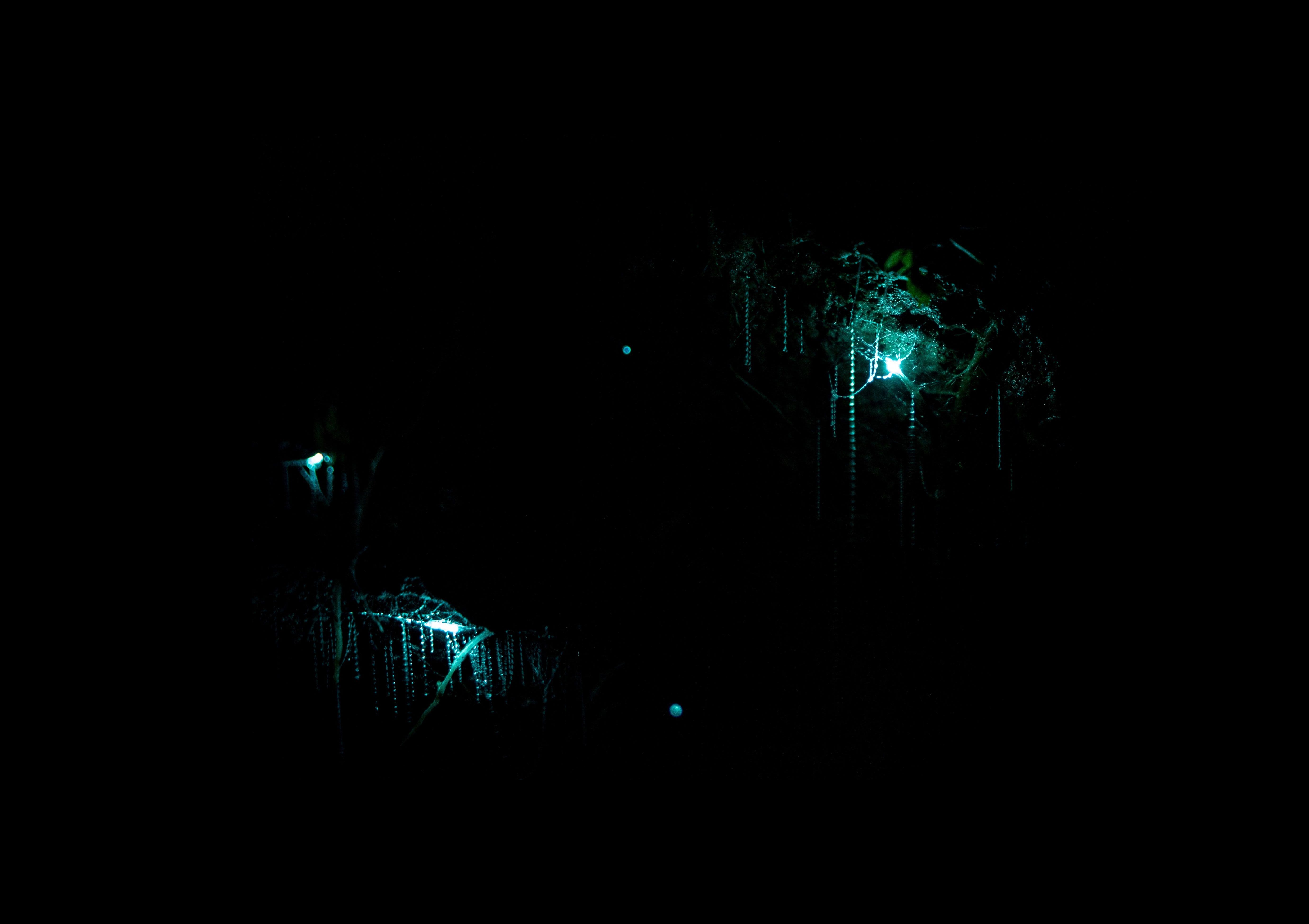 Waitomo Glowworm Caves