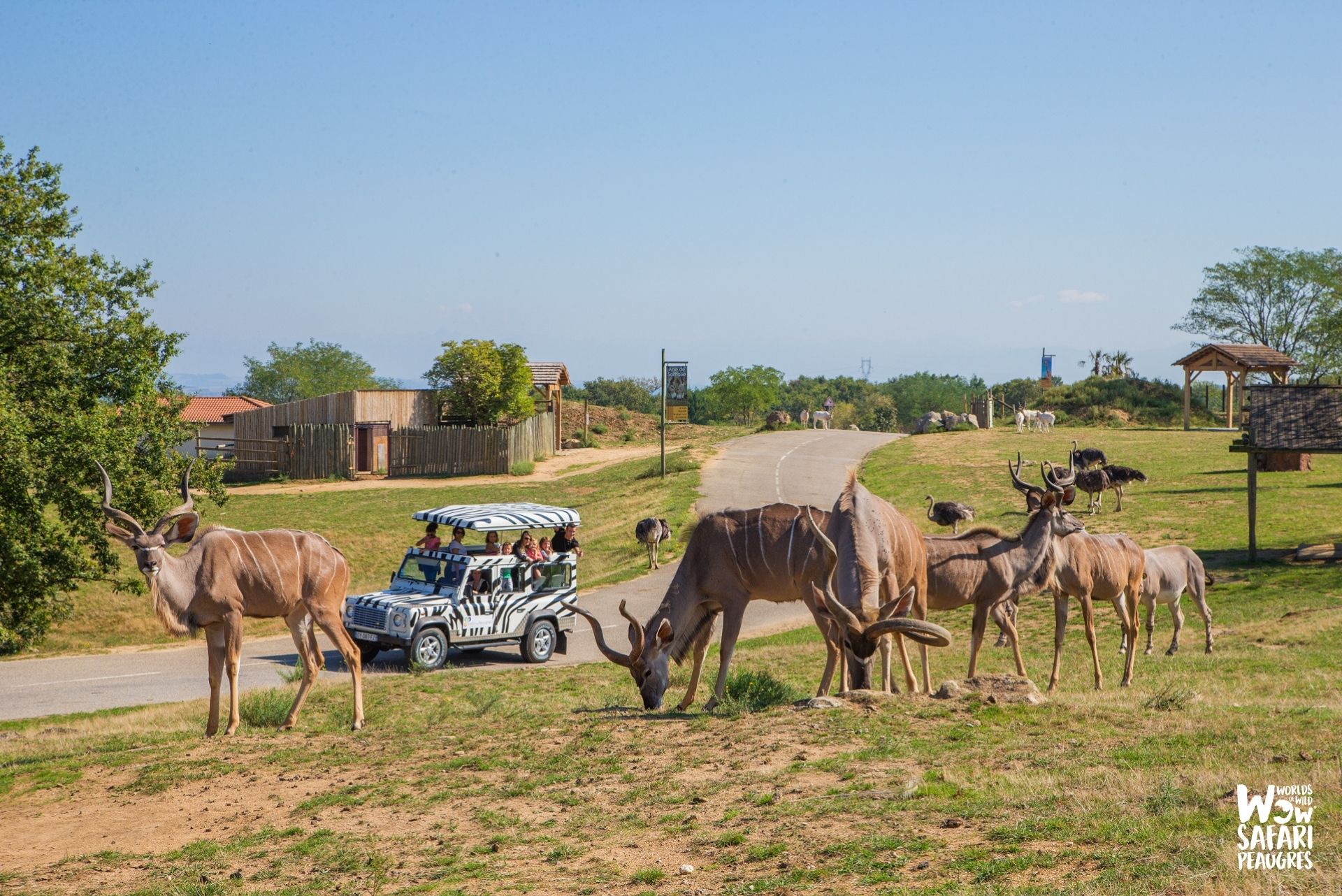 Wow Safari Peaugres